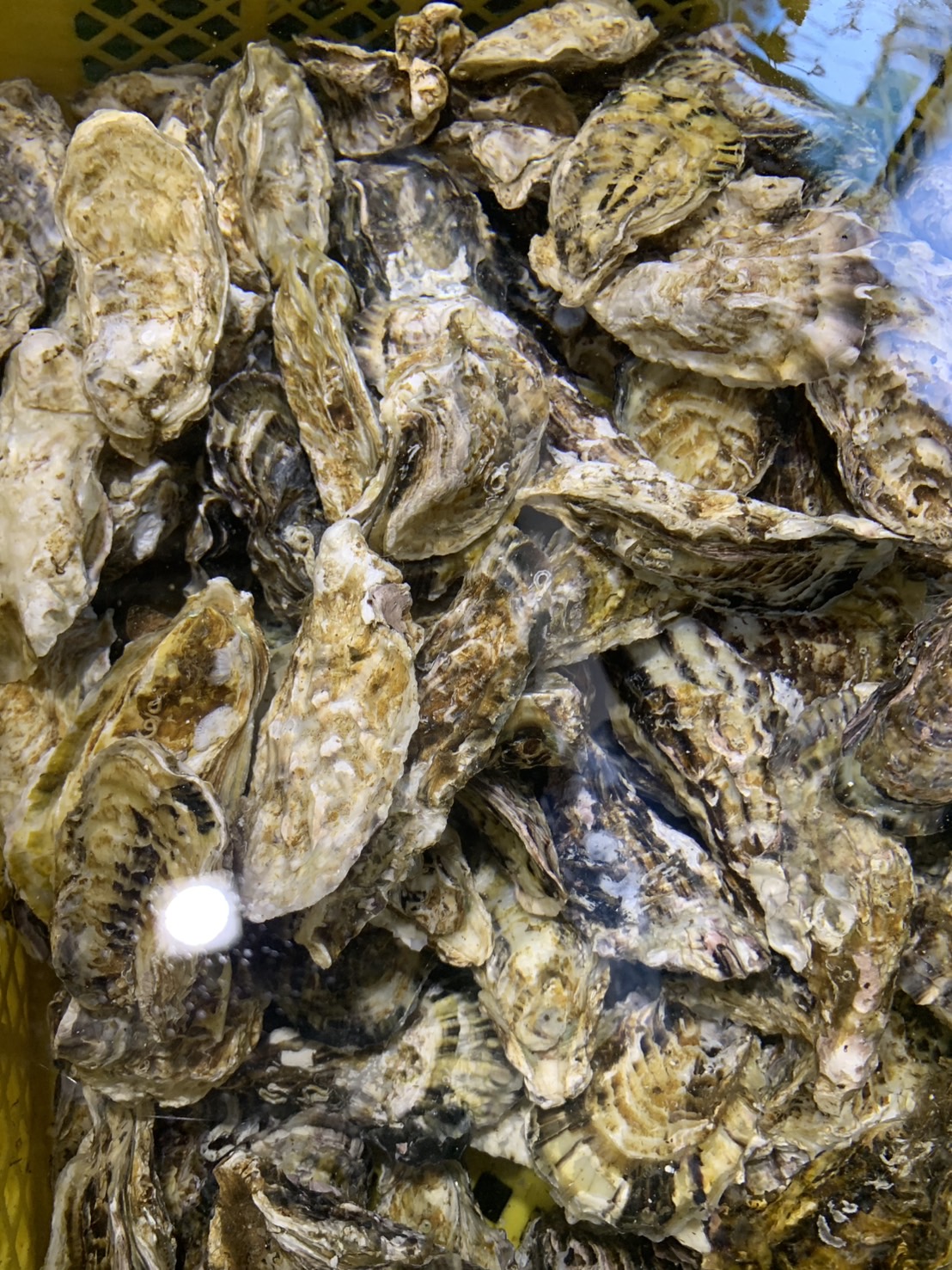 デフォルトイメージ